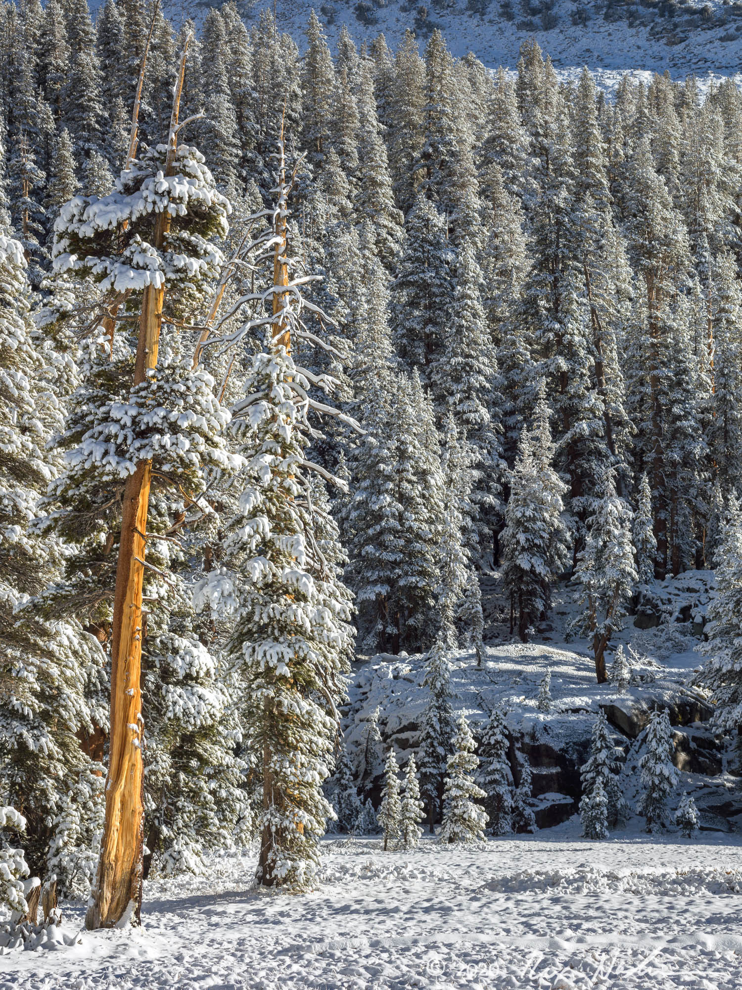 Cedar in Snow - Yosemite High Country