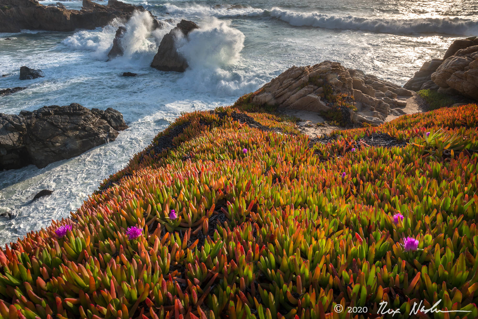 Iceplant with Impact - Garrapata State Park