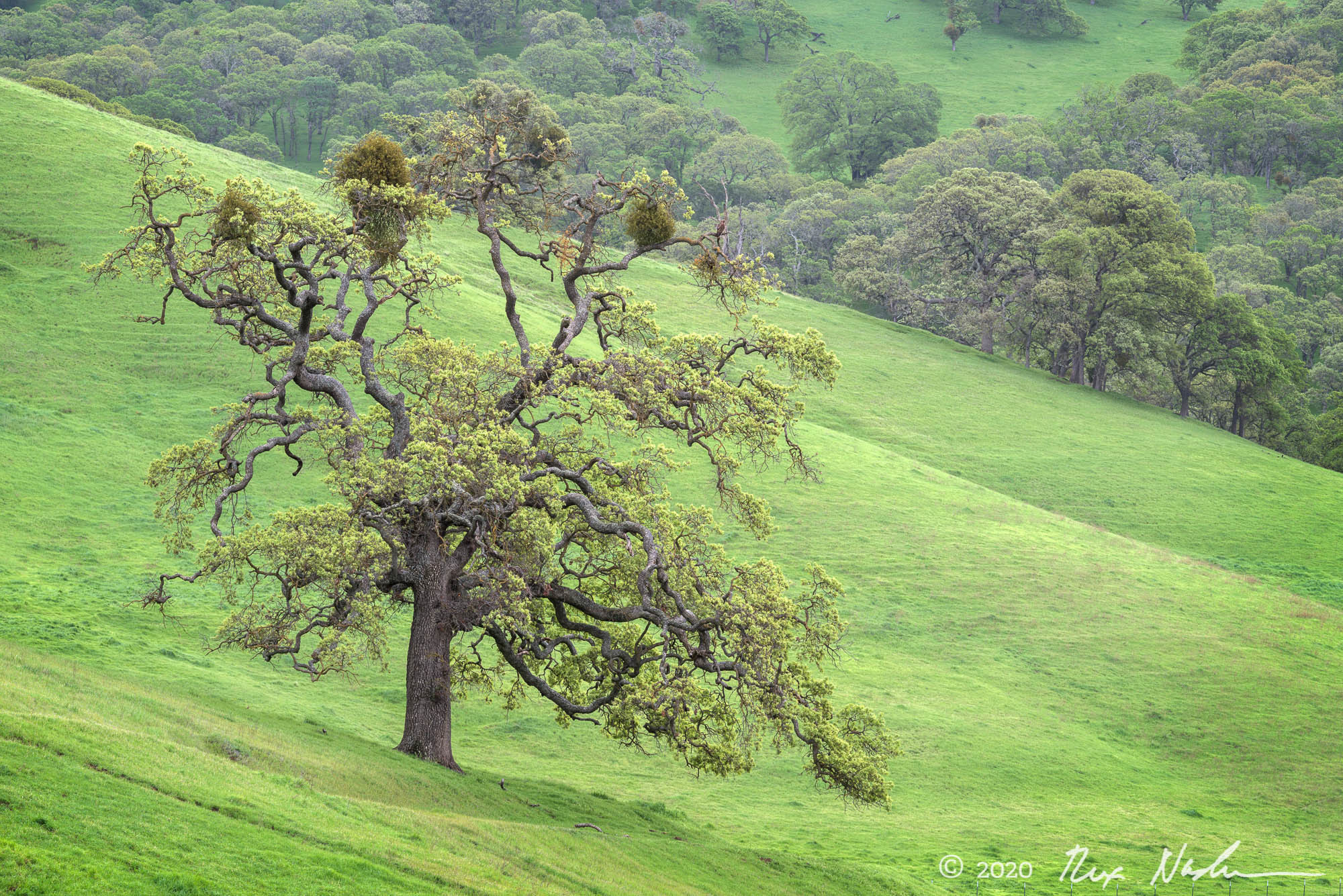 New Growth - Contra Costa County