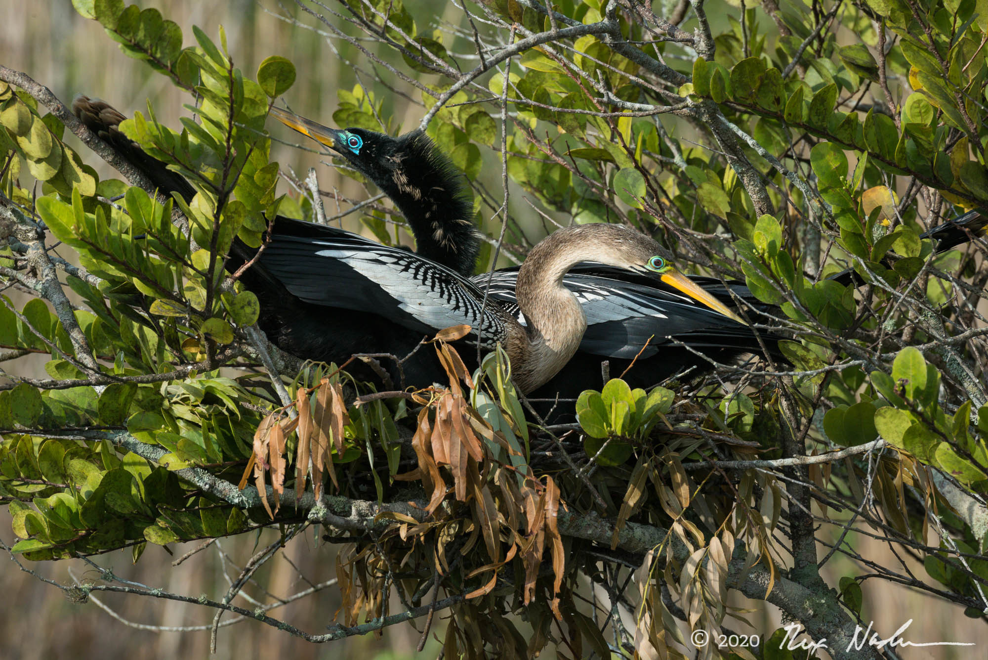 Nesting Pair - Everglades NP