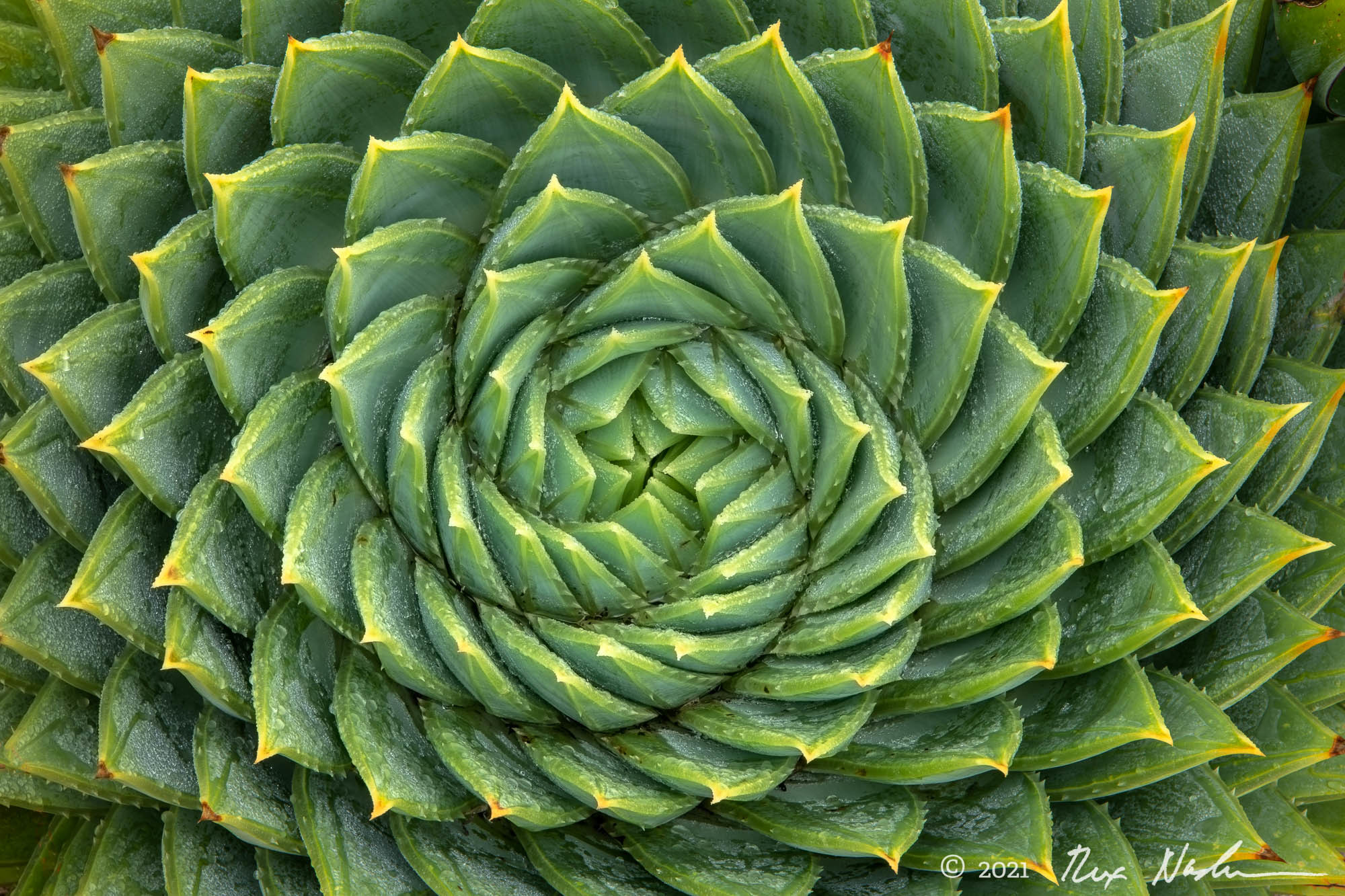 Fibonacci at Work - Carmel-by-the-Sea