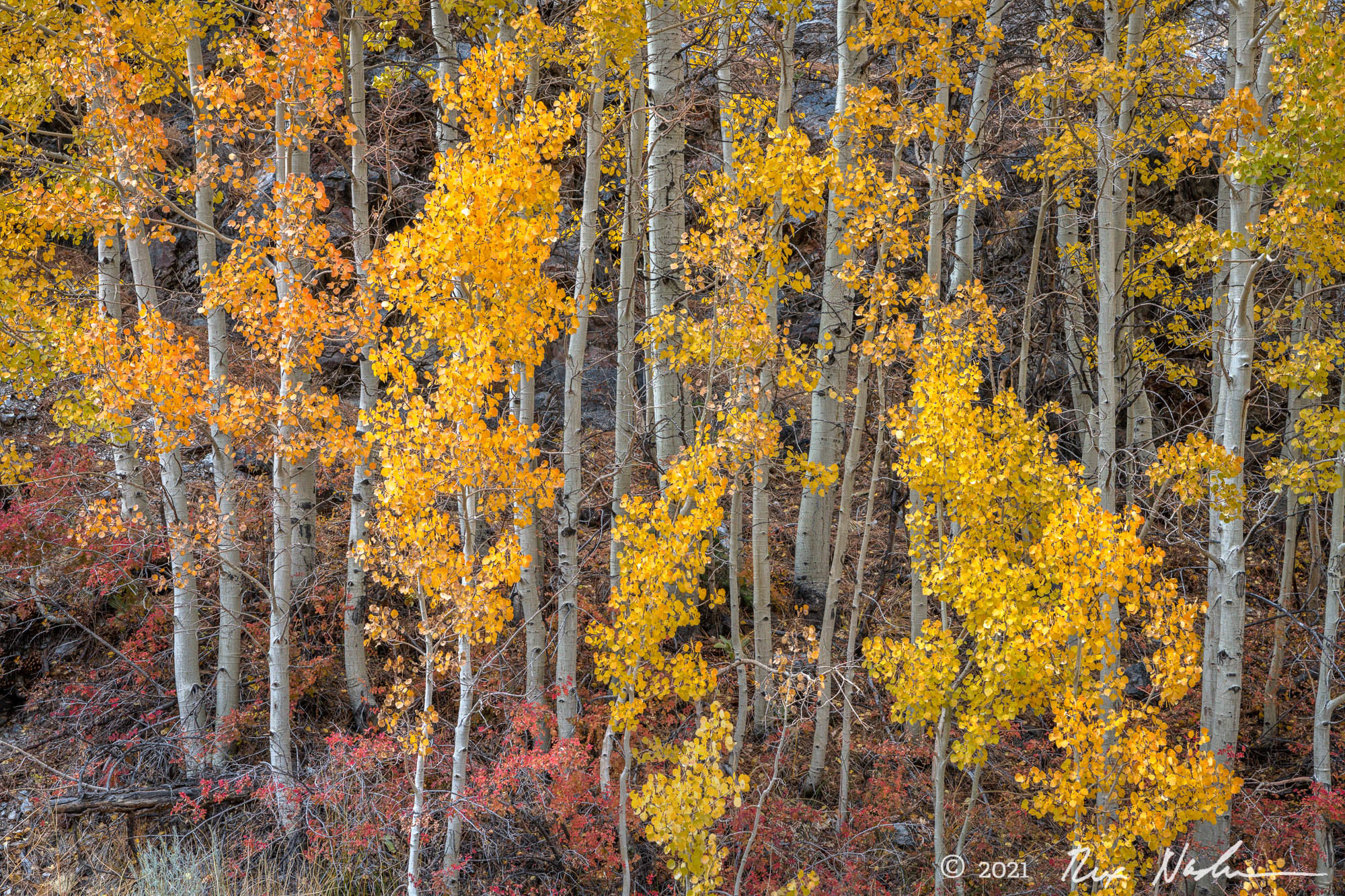 Riparian Fall - Near the Carson River