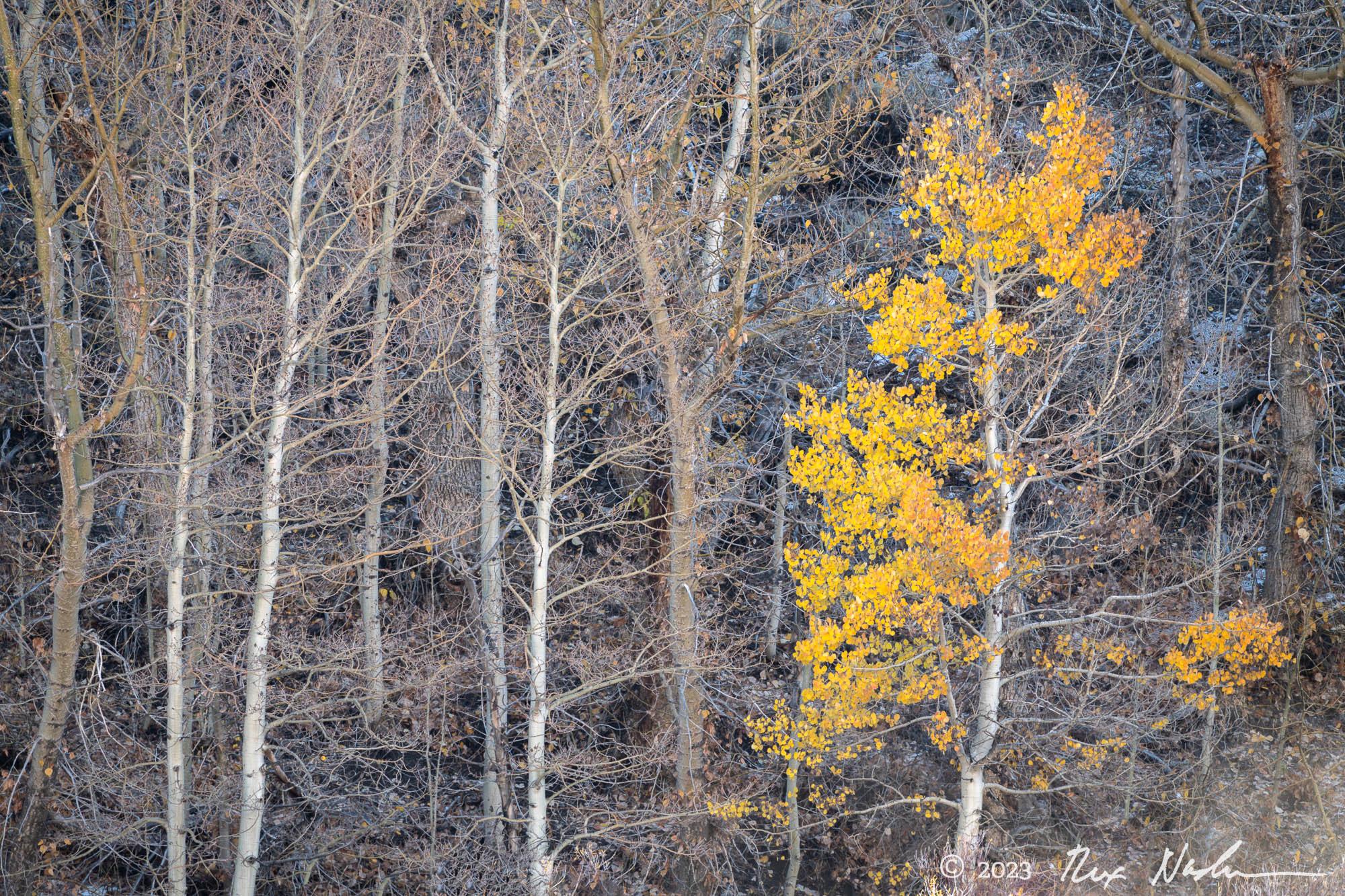 Bare Trees with Color - June Lake Loop