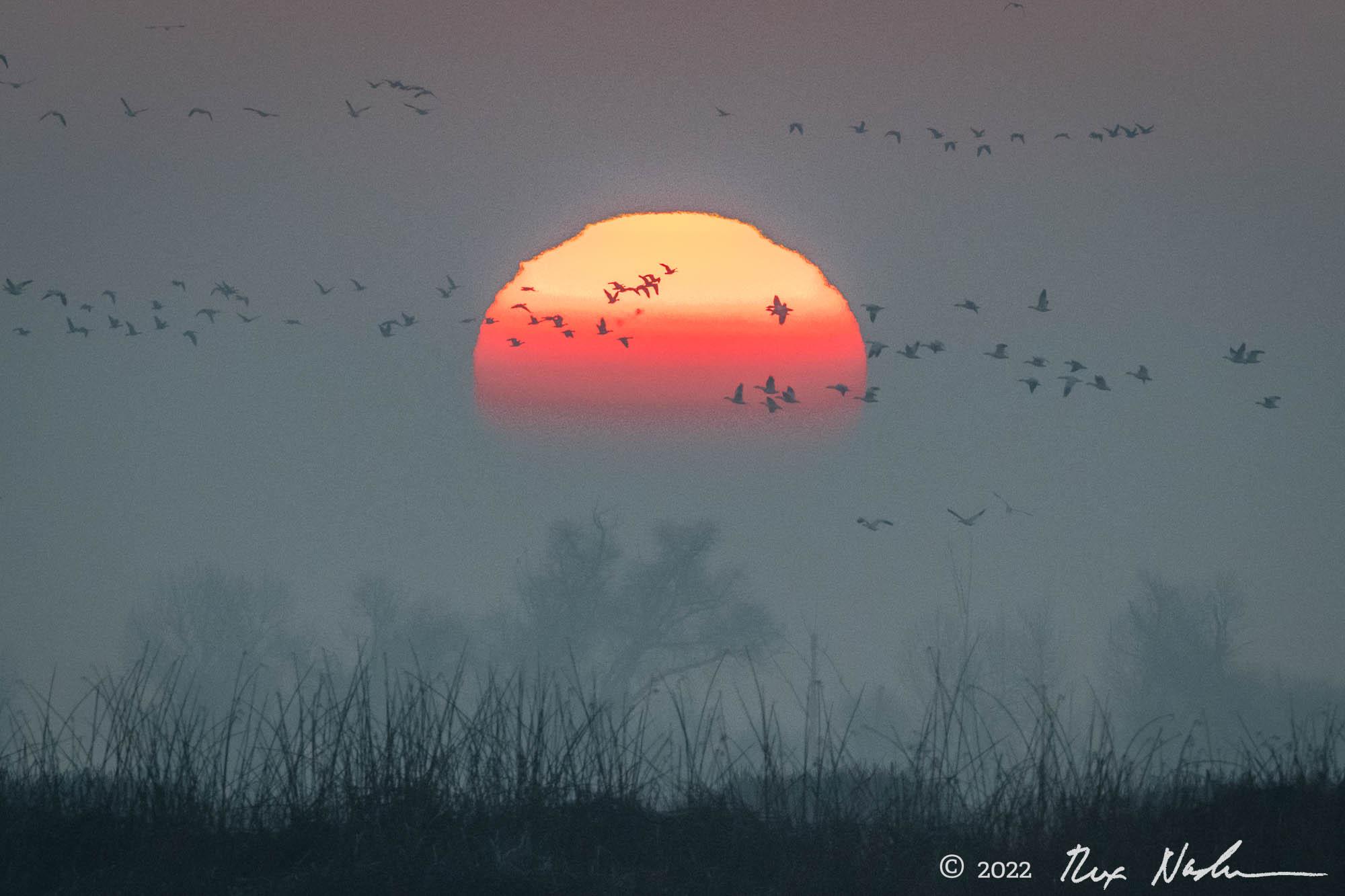 Cranes with Sunspots - Merced NWR