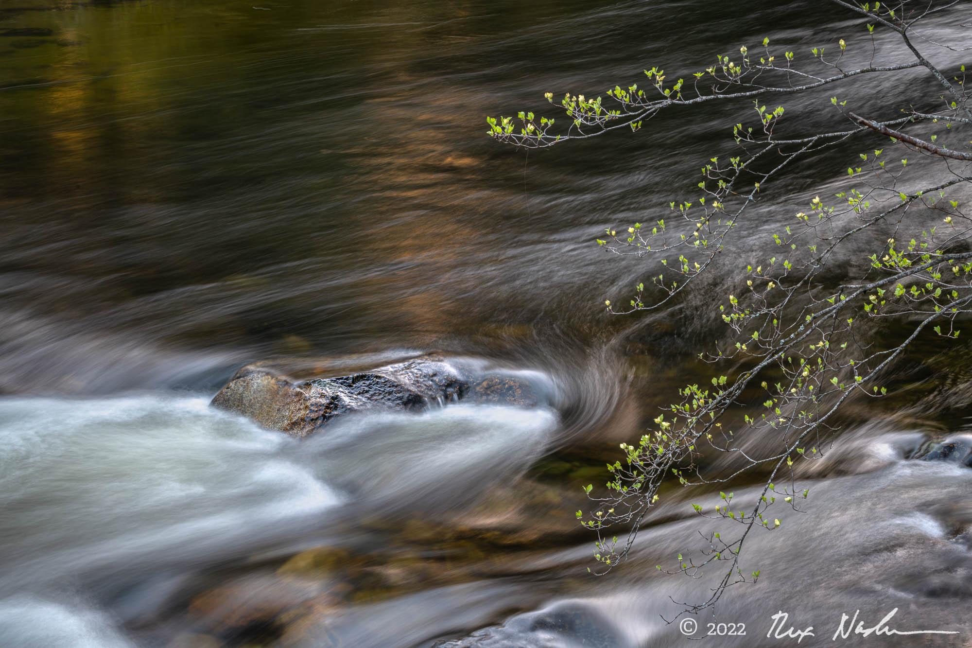 Rapid with Dogwood Buds - Yosemite Valley