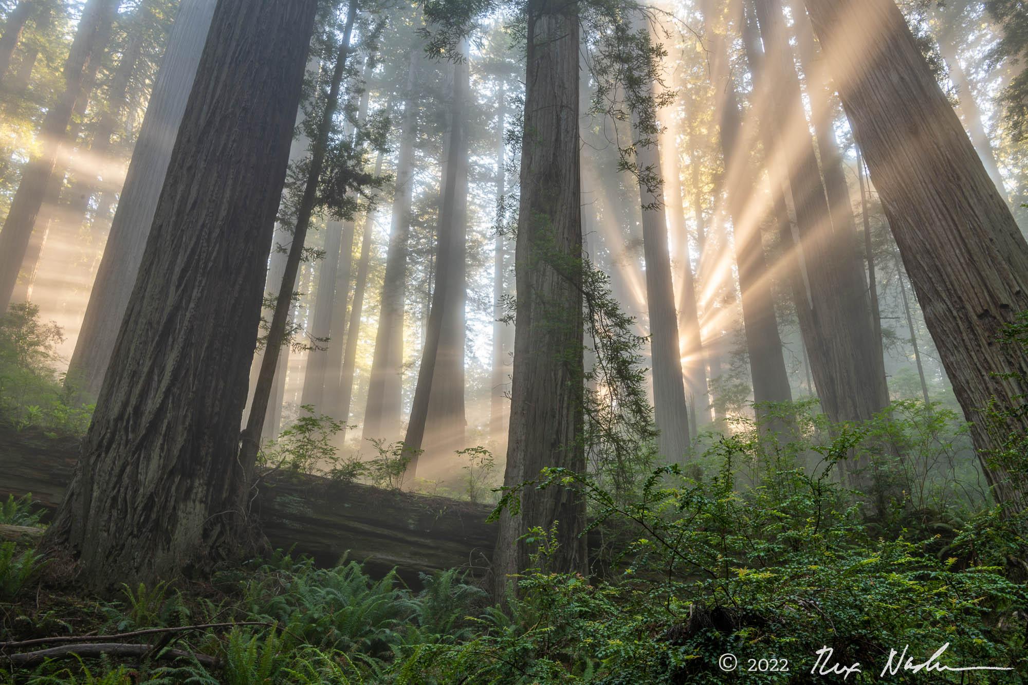Sorcery - Redwood NP