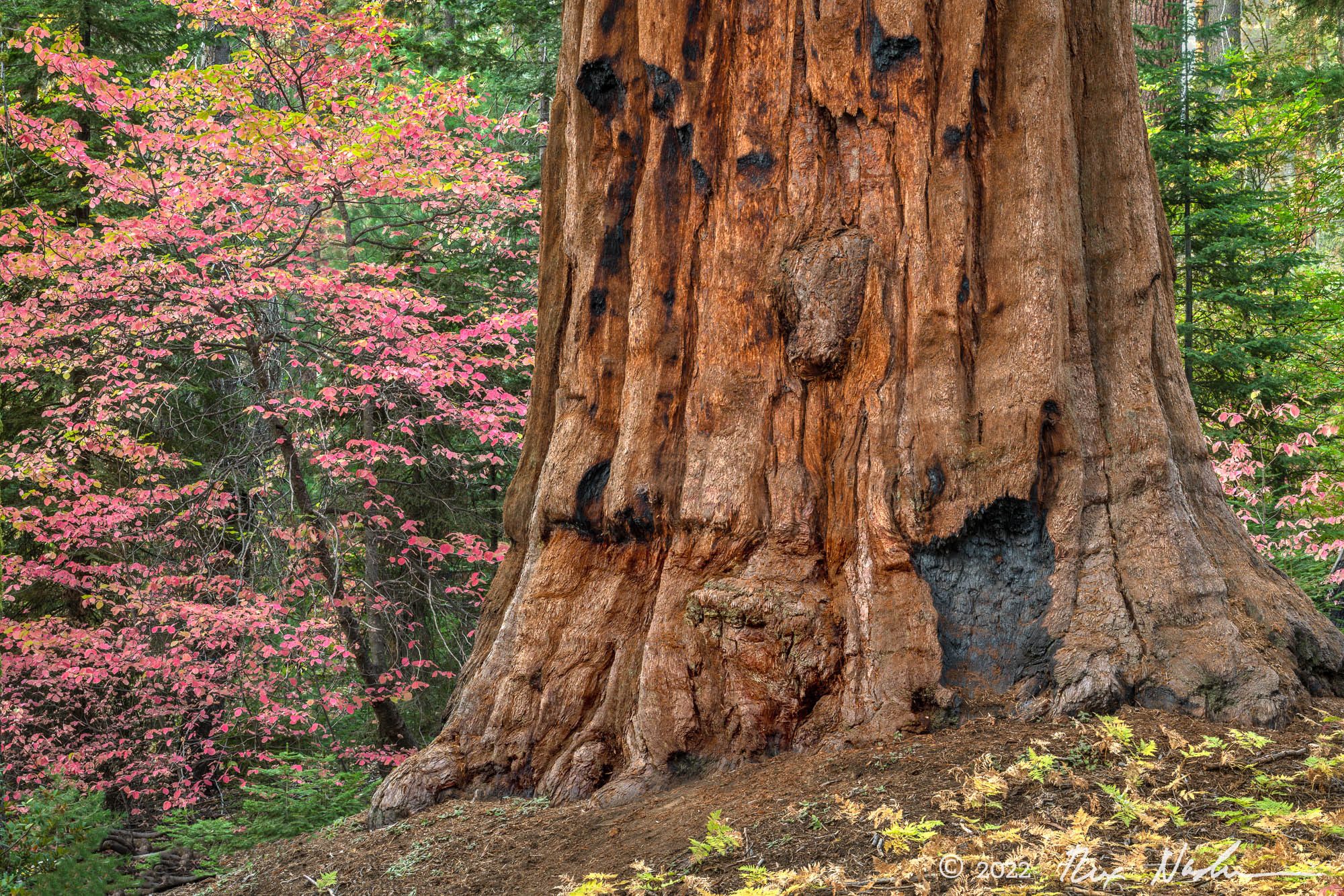Sequoia with Pacific Dogwood - Sequoia NP