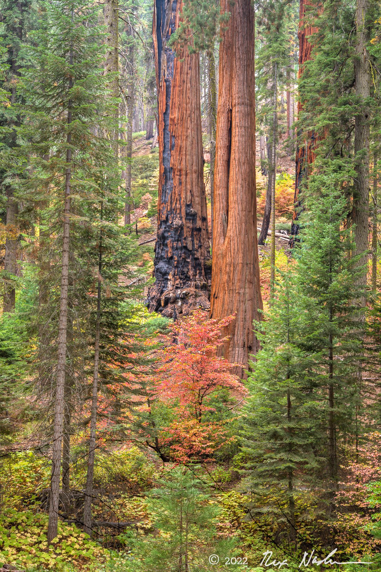 The Giant Forest - Sequoia NP