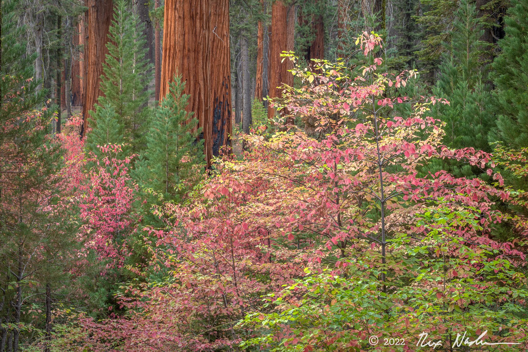 Glade II - Sequoia NP