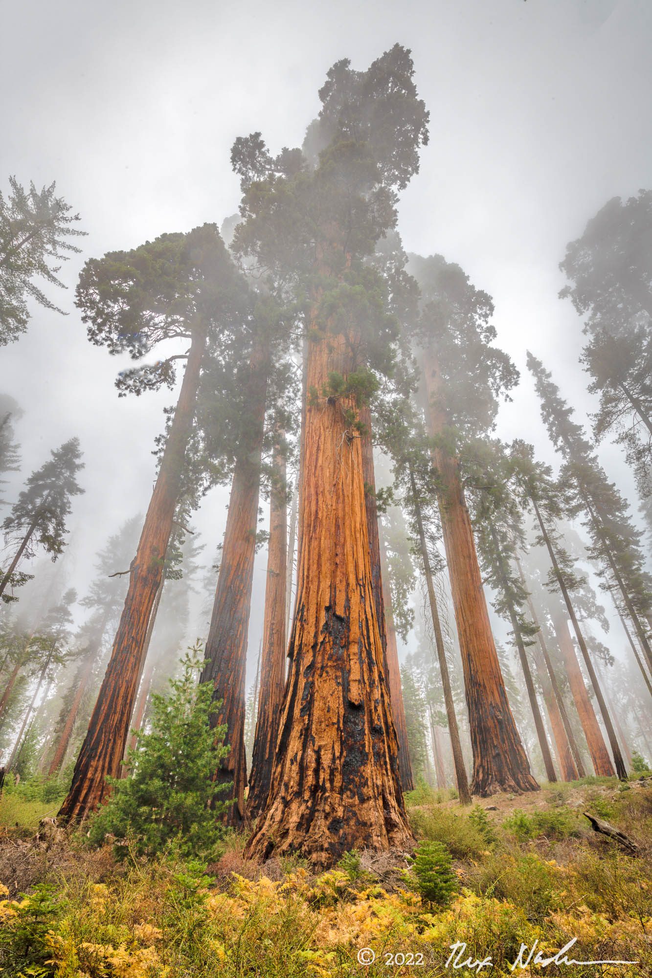 Giants in the Mist - Sequoia NP