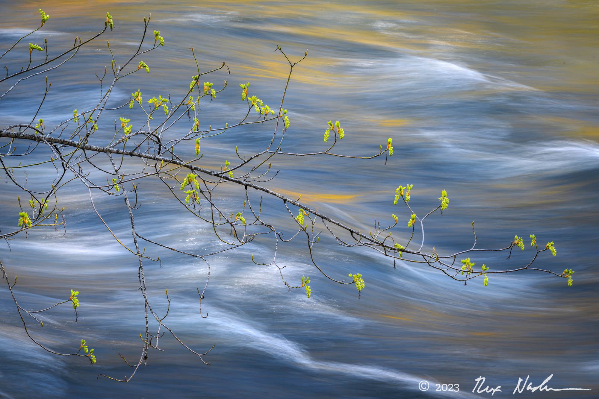 Oak Buds with River - Yosemite NP