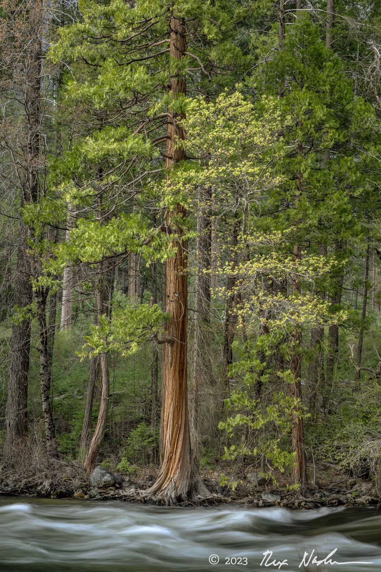 Young Oak with Cedar - Yosemite NP