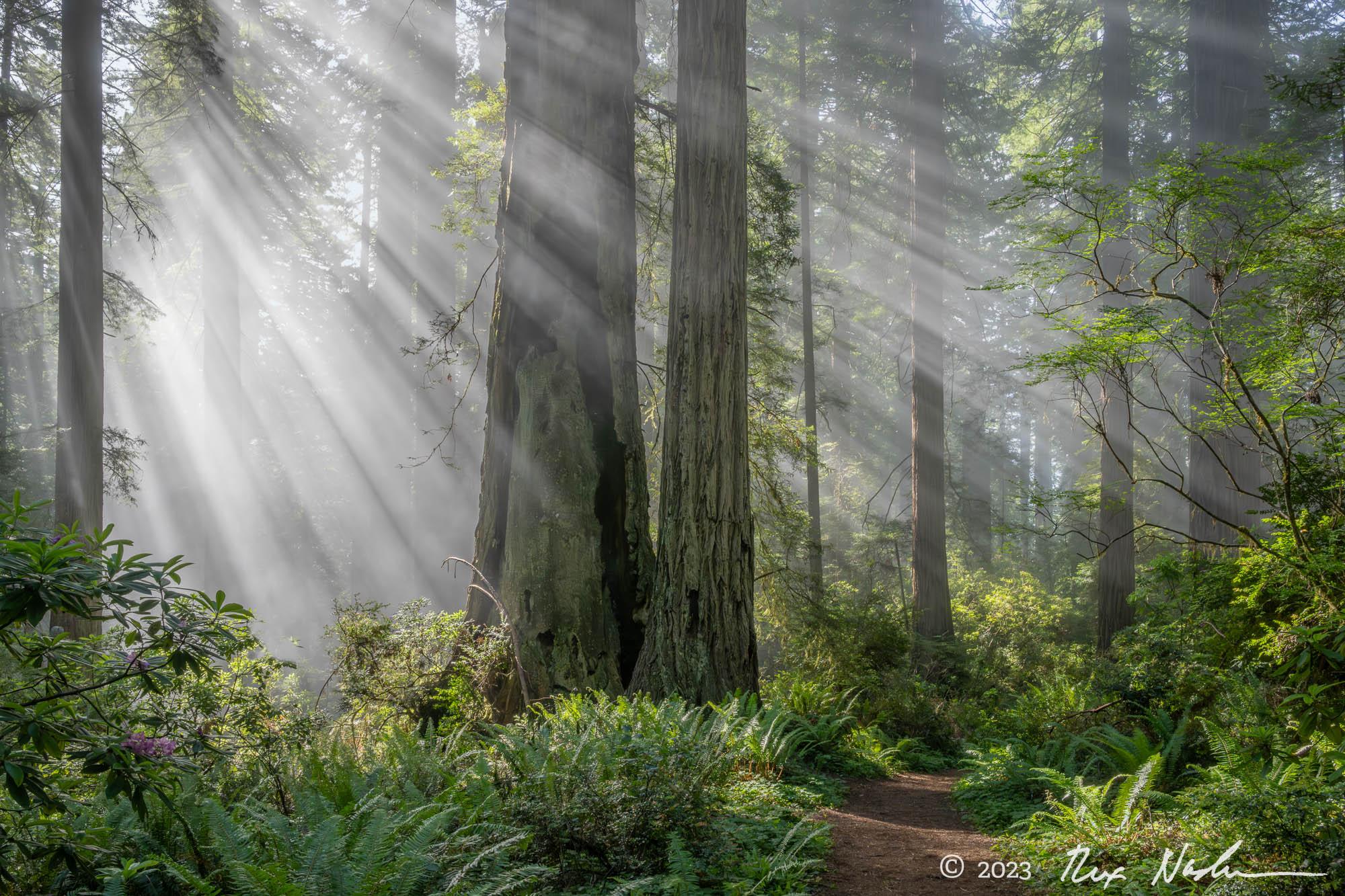 Ray Path - Redwood NP