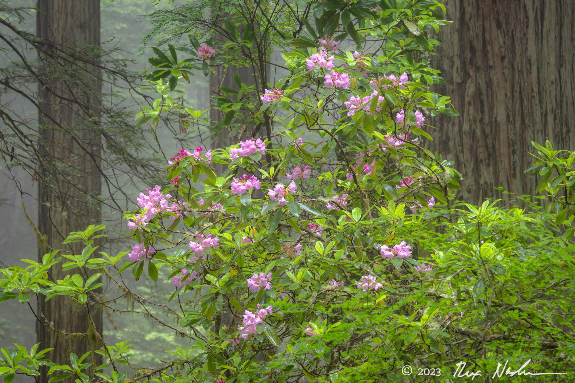 Fog with Flowers - Redwood NP