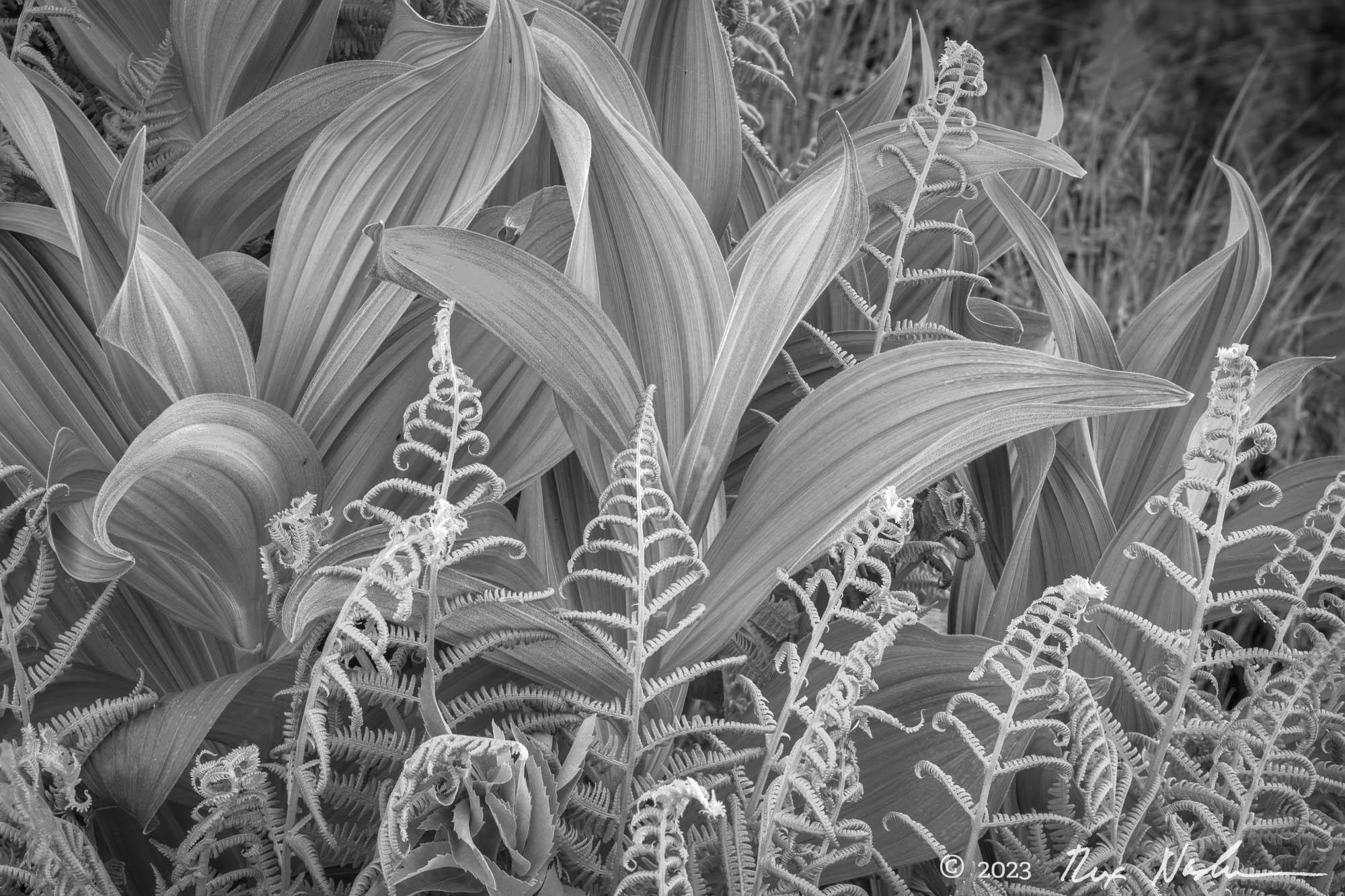 Fern Study #2 - Marble Mountains