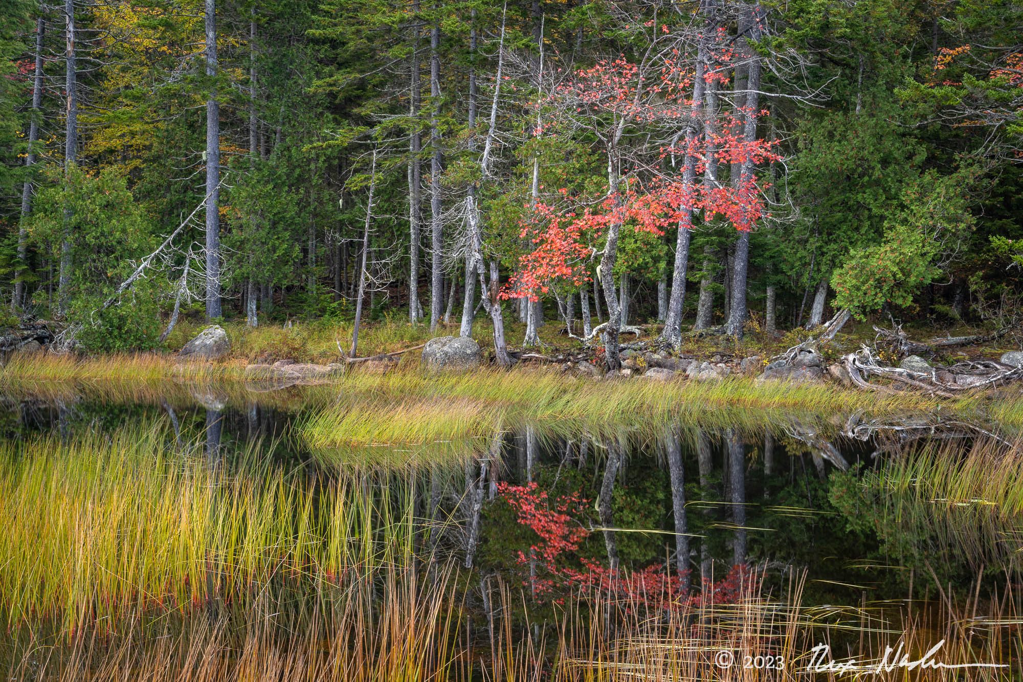 Maple and Grasses - Acadia NP