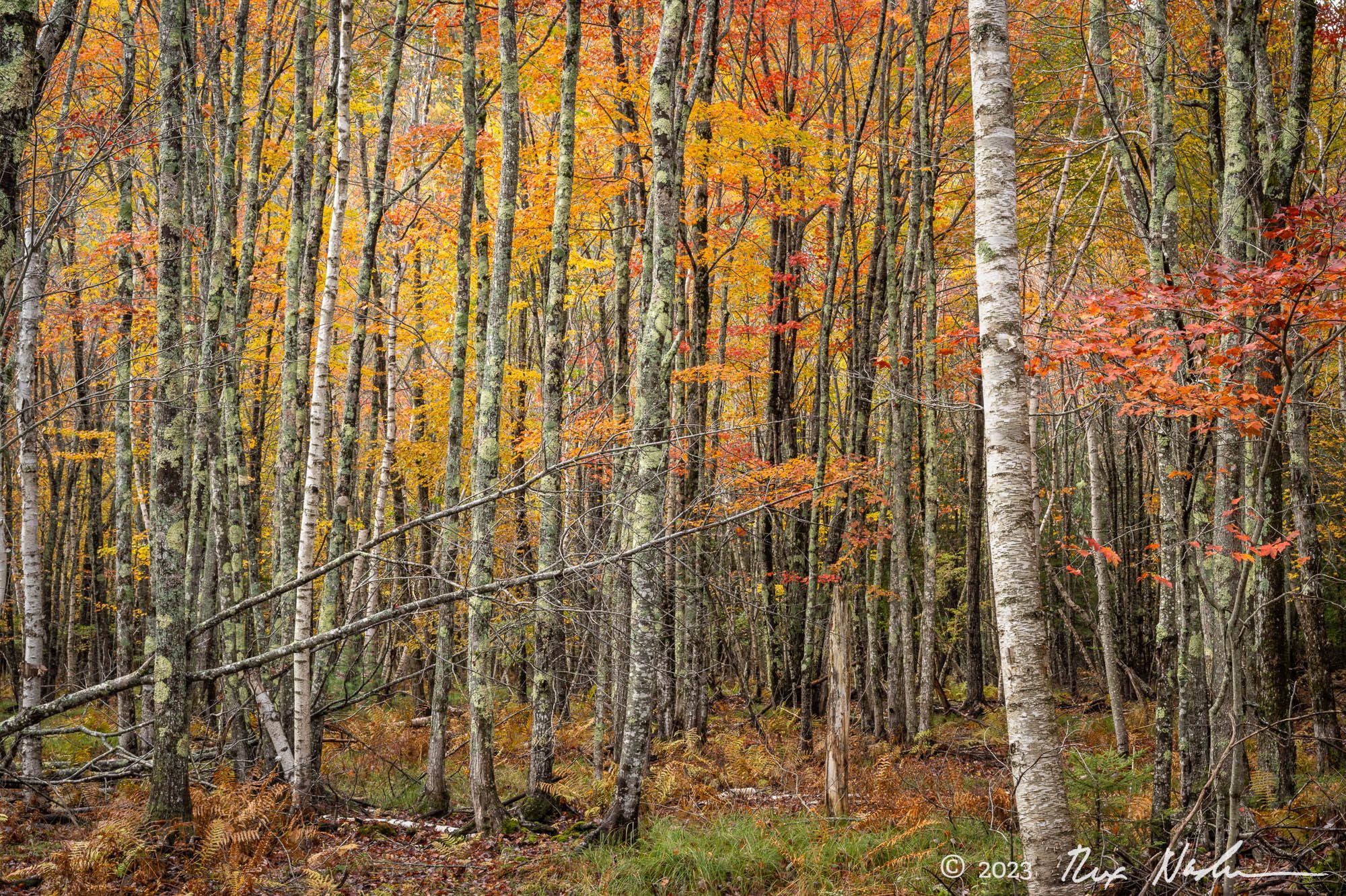 Paper Birch Forest - Acadia NP