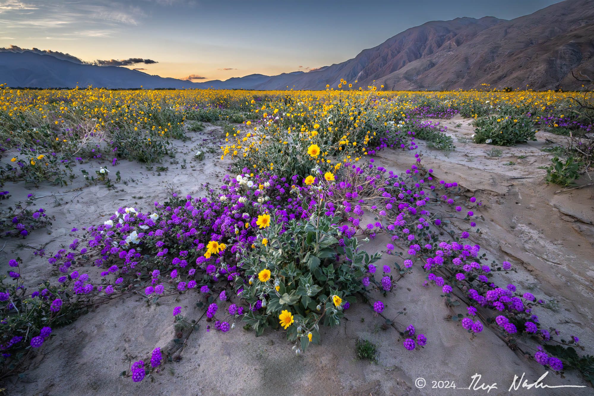 The Arrangement - Anza-Borrego State Park