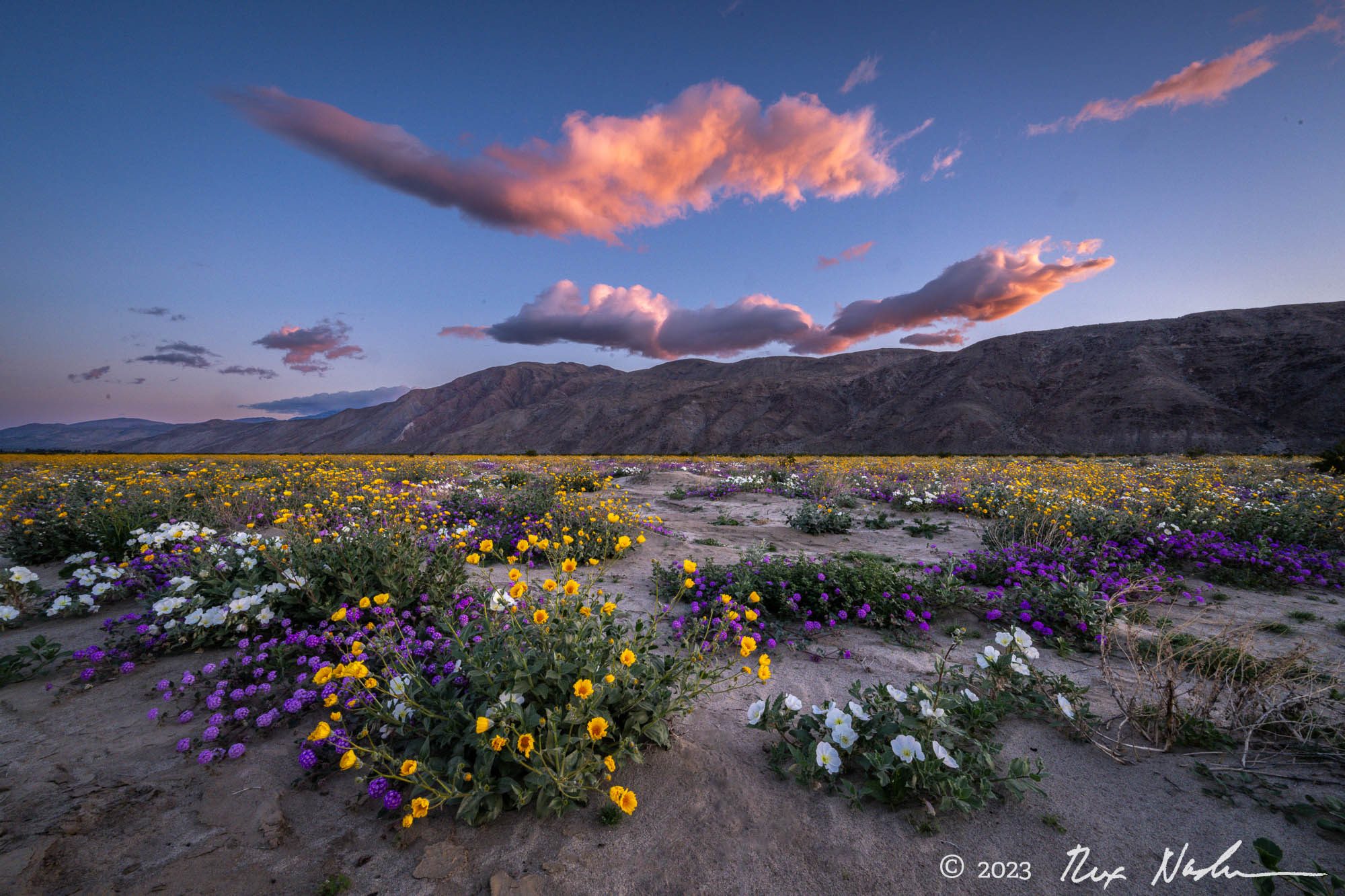 Long Cloud with Flowers - Anza-Borrego Desert