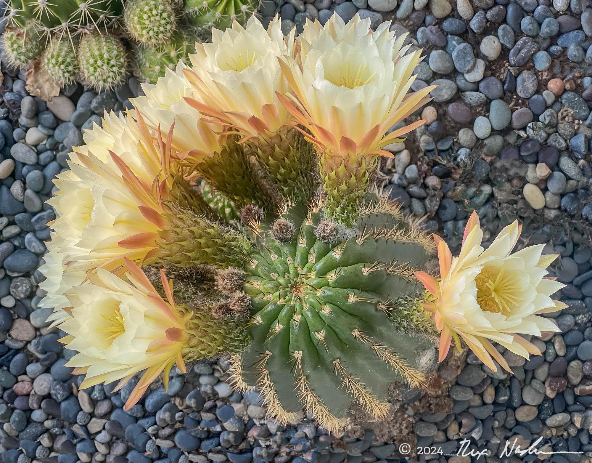 Barrel Cactus - Los Gatos