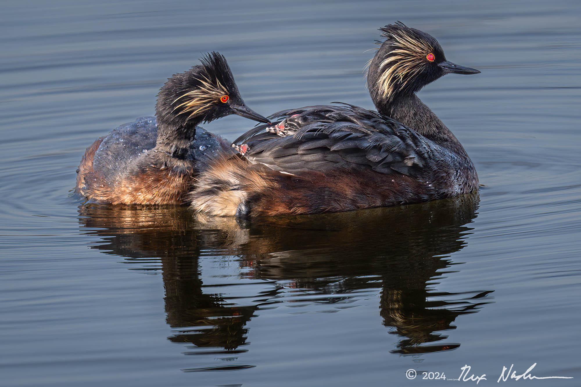 Eared Grebes with Chicks - Palo Alto