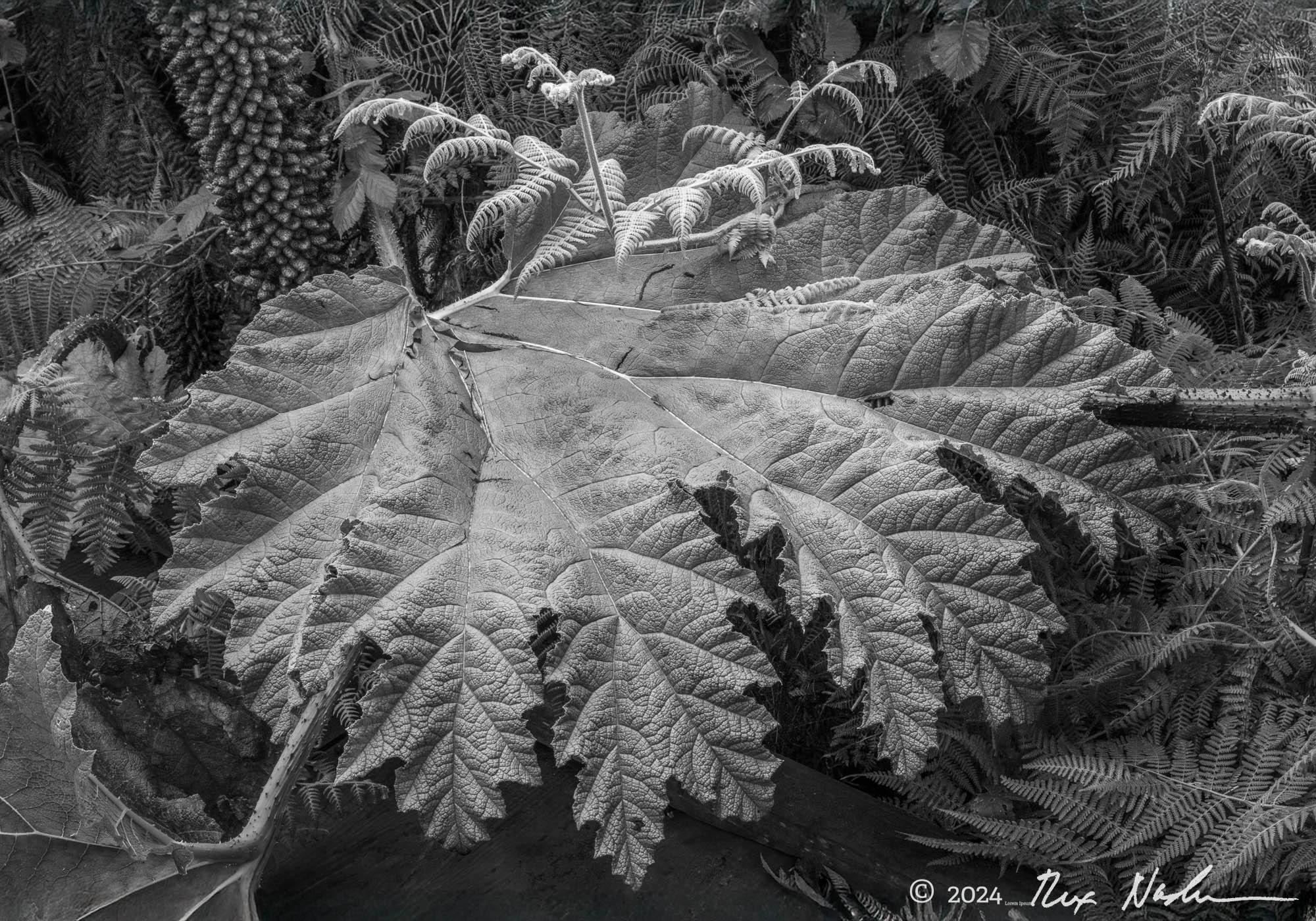 Giant Leaf with Fern - San Francisco Botanical Garden