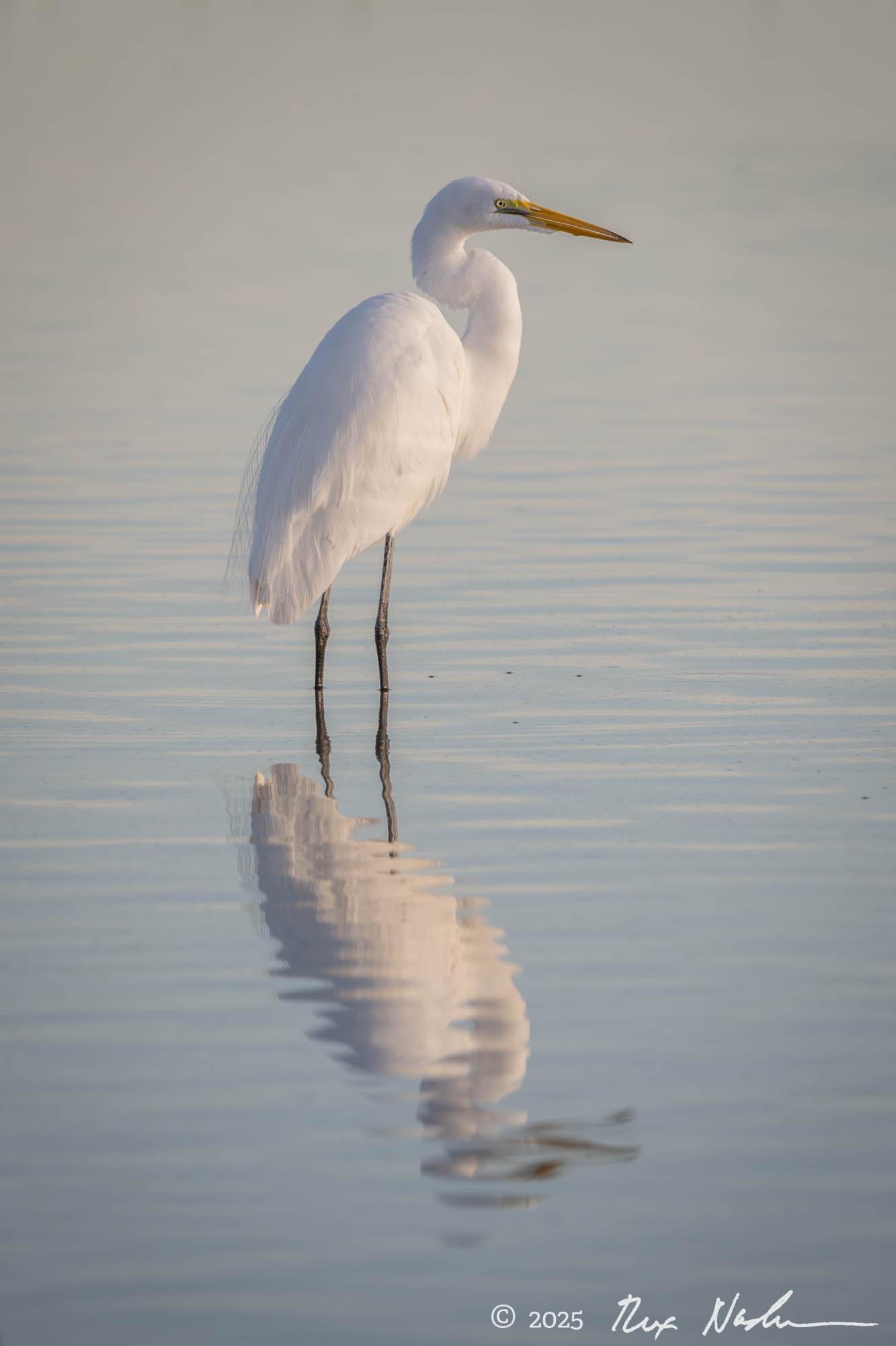 Silent Wait - Central Valley Flyway