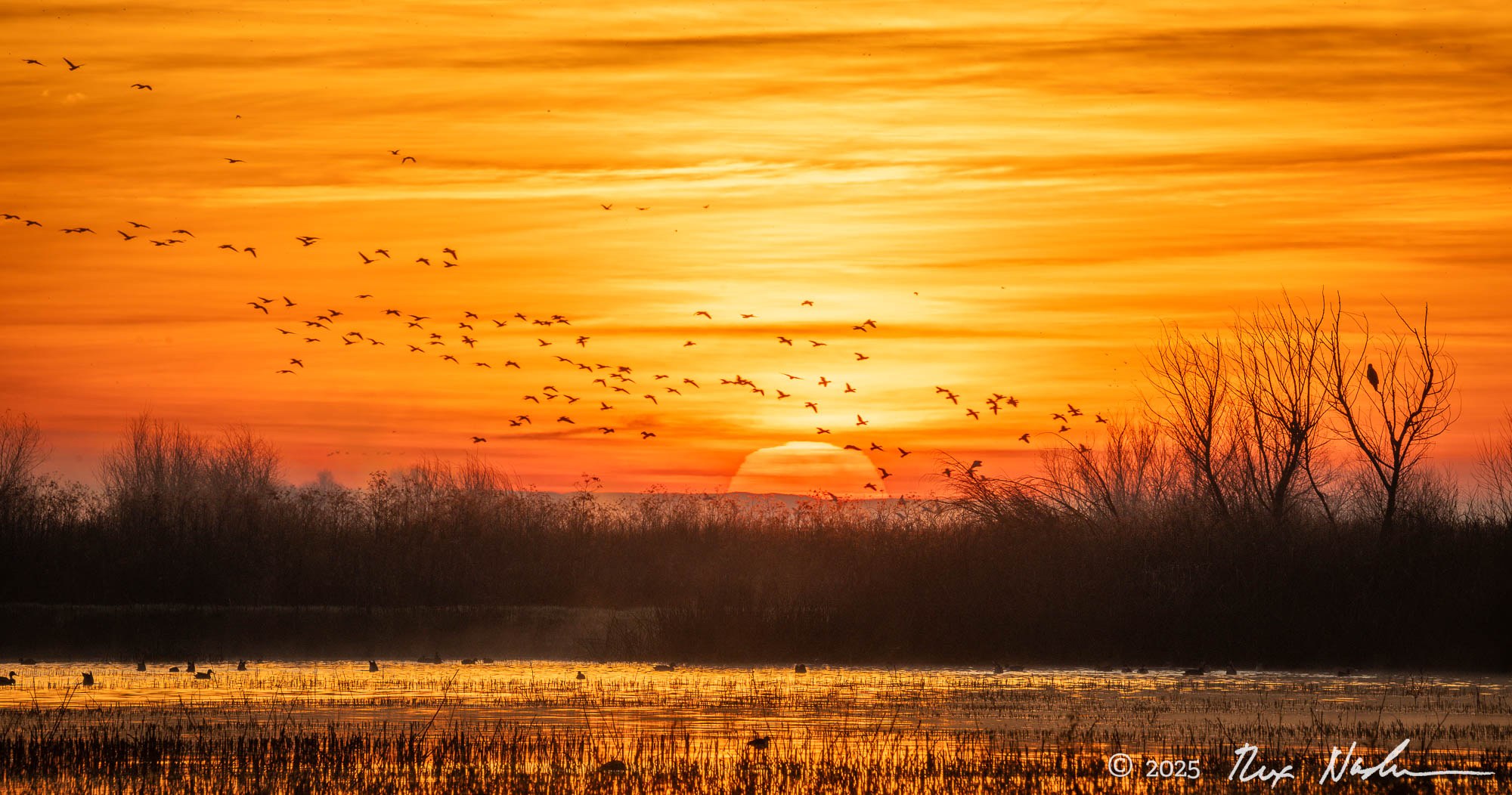 Geese with Hawk, Sunrise - Central Valley Flyway