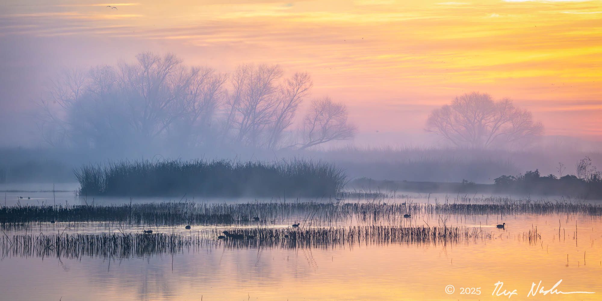 Marsh with Fog, Sunrise - Central Valley Flyway