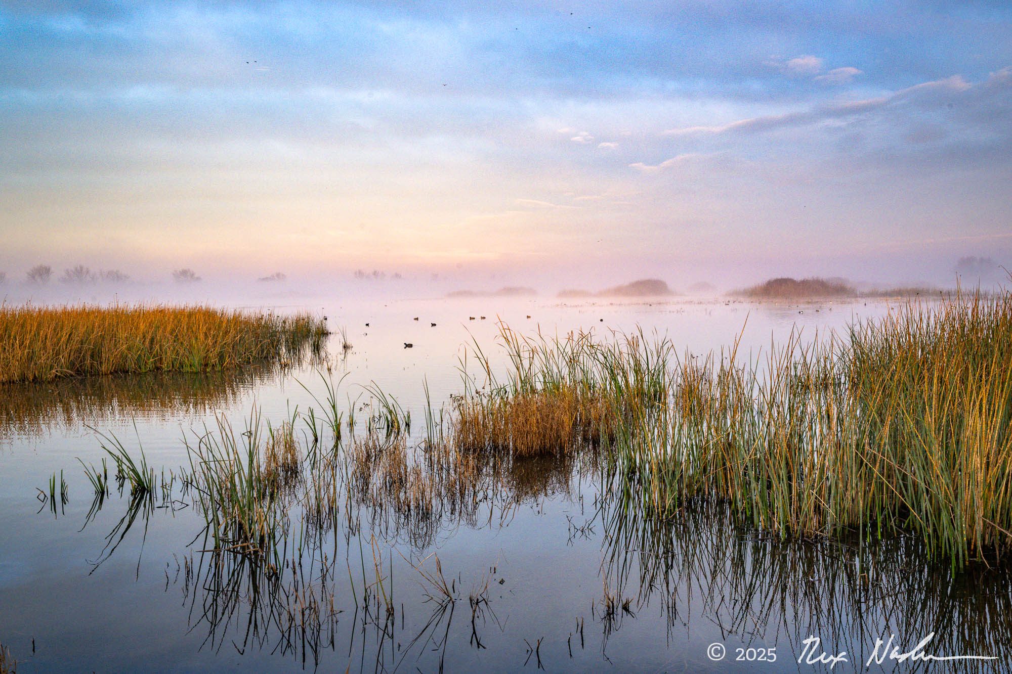 Lucy in the Sky - Central Valley Flyway