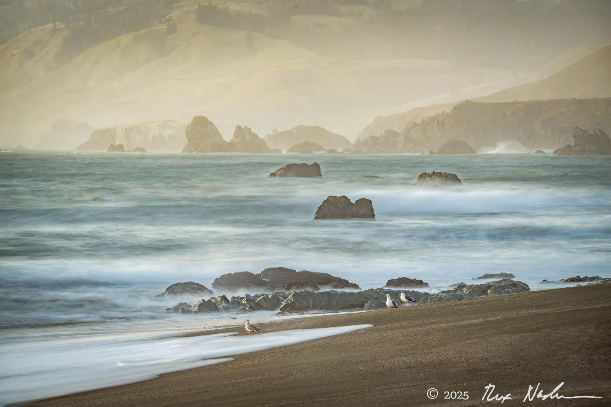 Gulls with Surf - Sonoma Coast