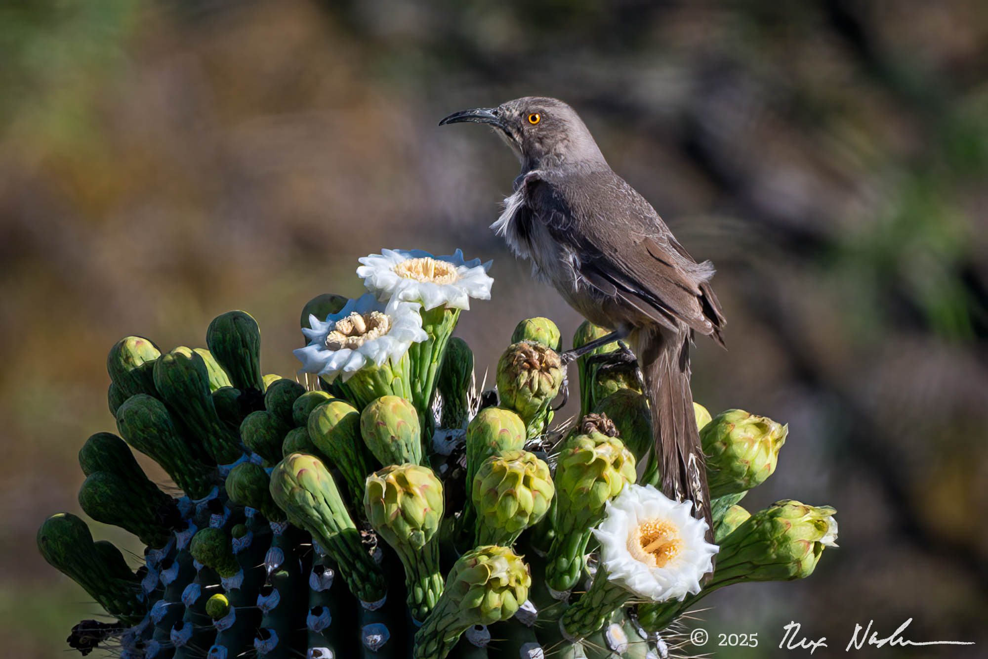 Curve-billed Thrasher with Saguaro - Saguaro NP, SE AZ