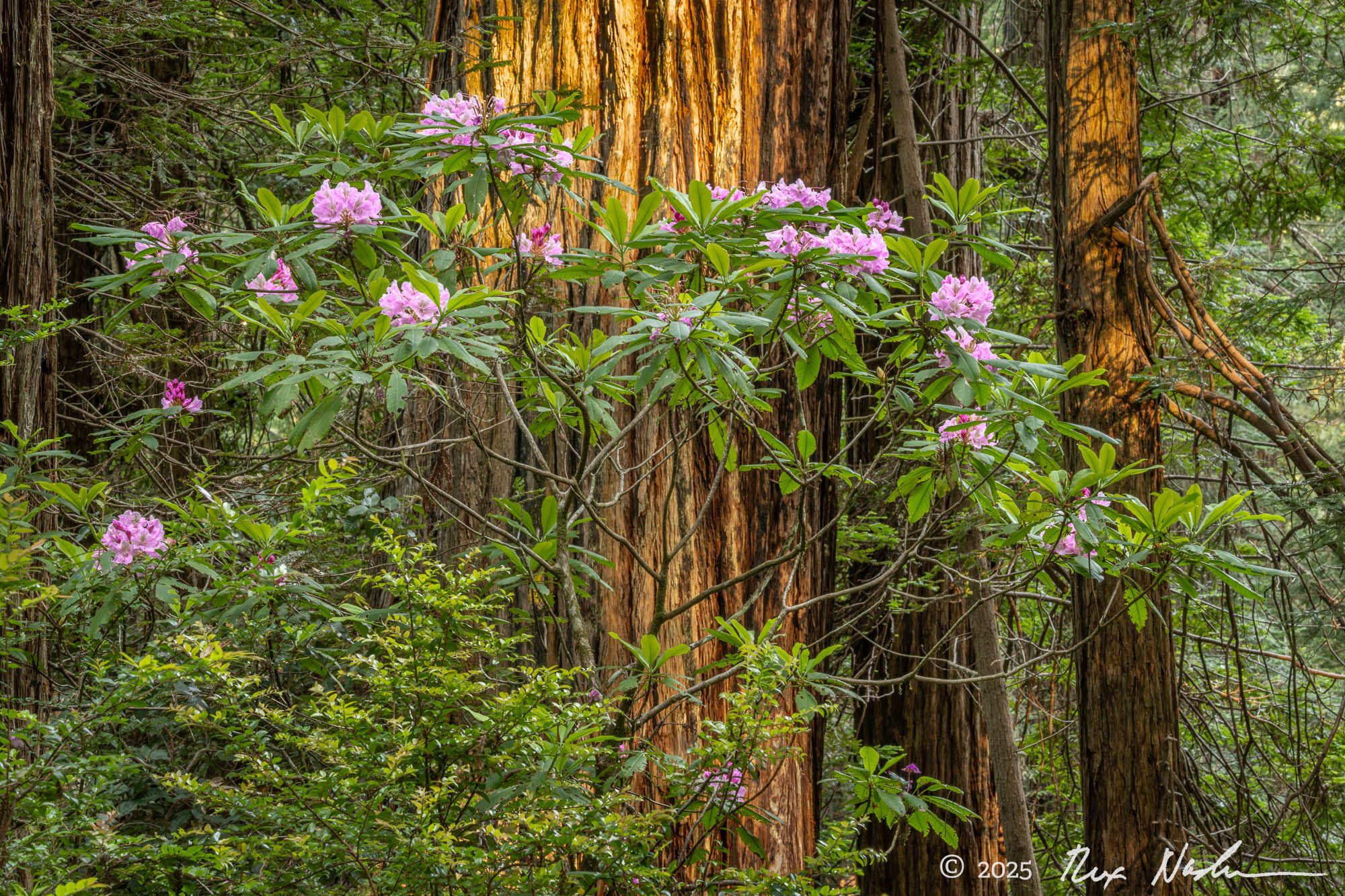 Redwoods, First Light - Redwood NP