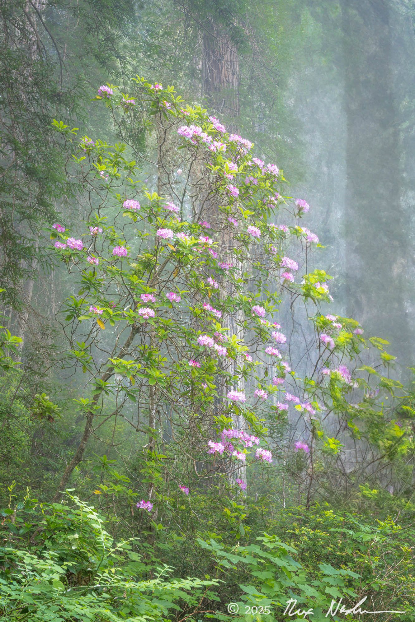Rhodies in Heavy Fog - Redwood NP