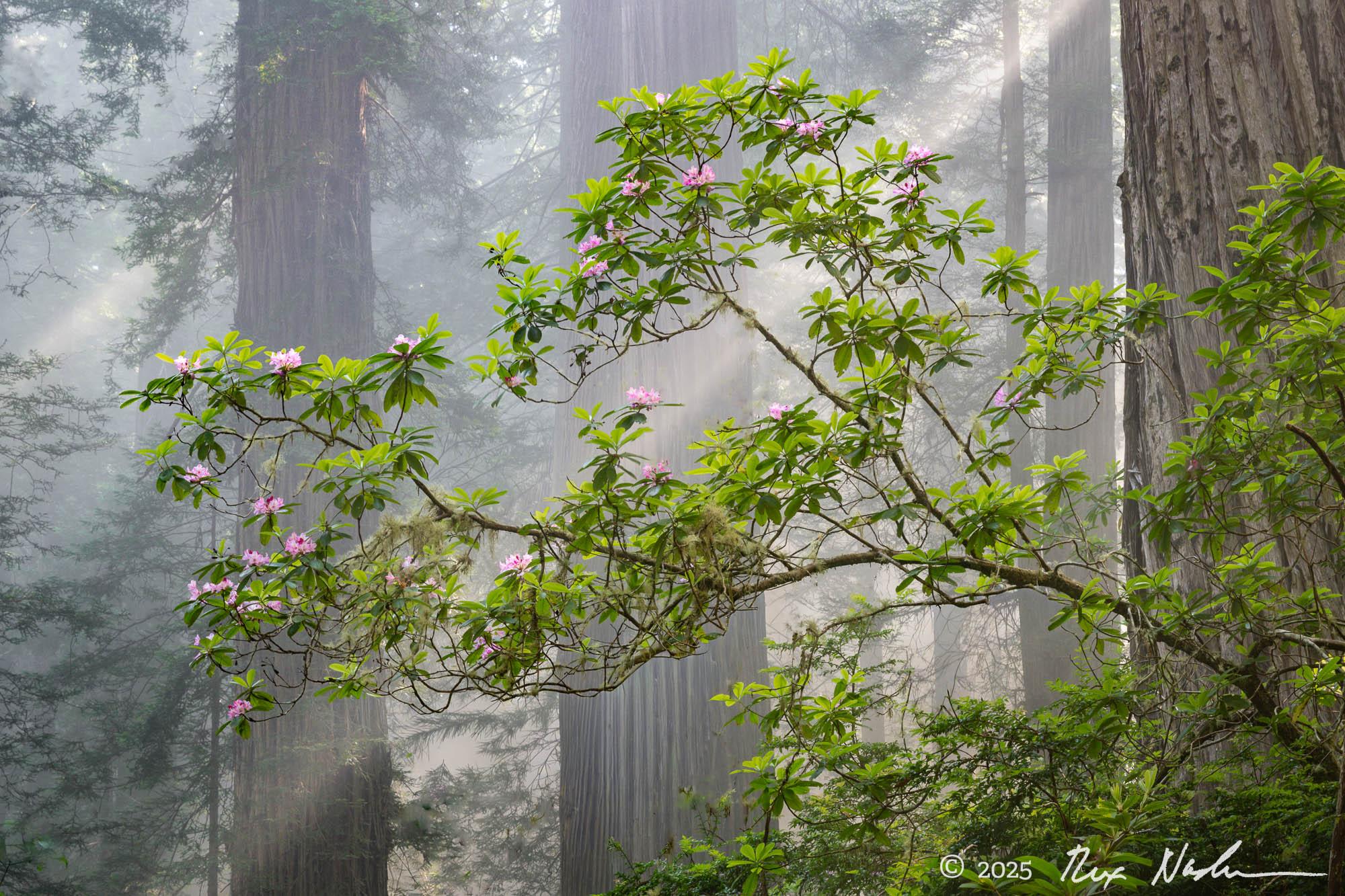 Flowers with Rays - Redwood NP