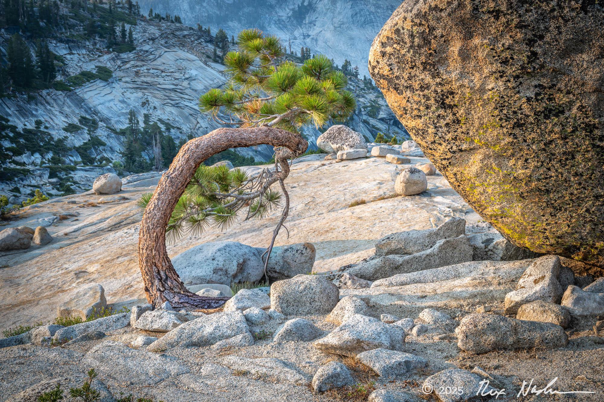 Whitebark with Large Erratic Boulder - Yosemite High Country