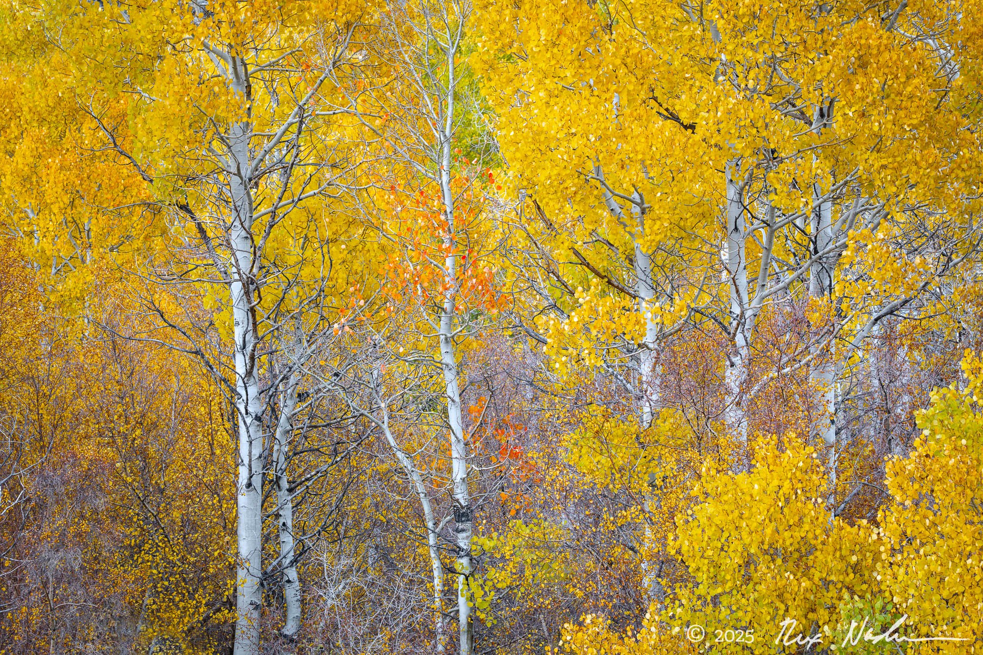 Color #2 - June Lake Loop
