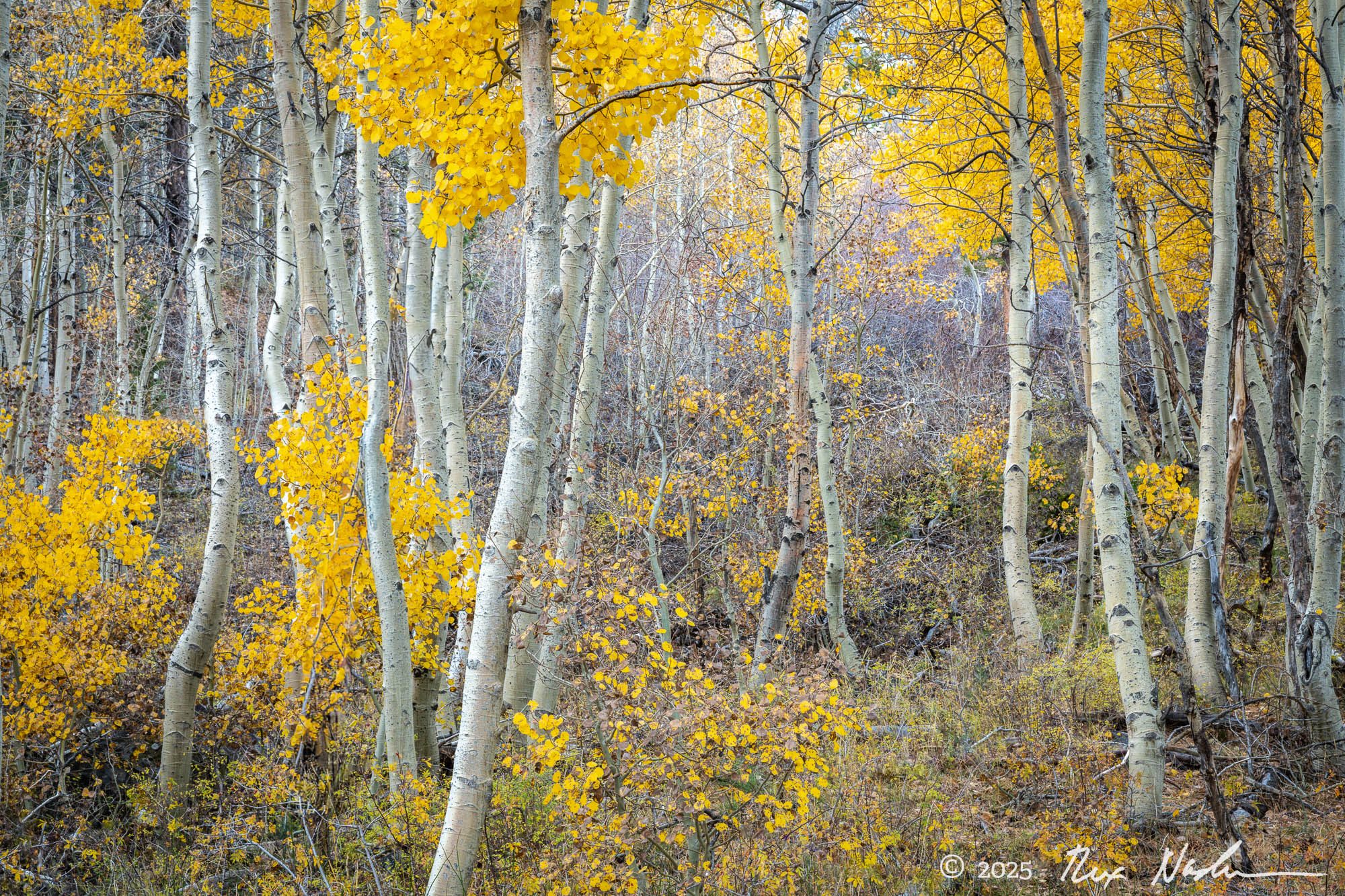 Within the Grove - June Lake Loop