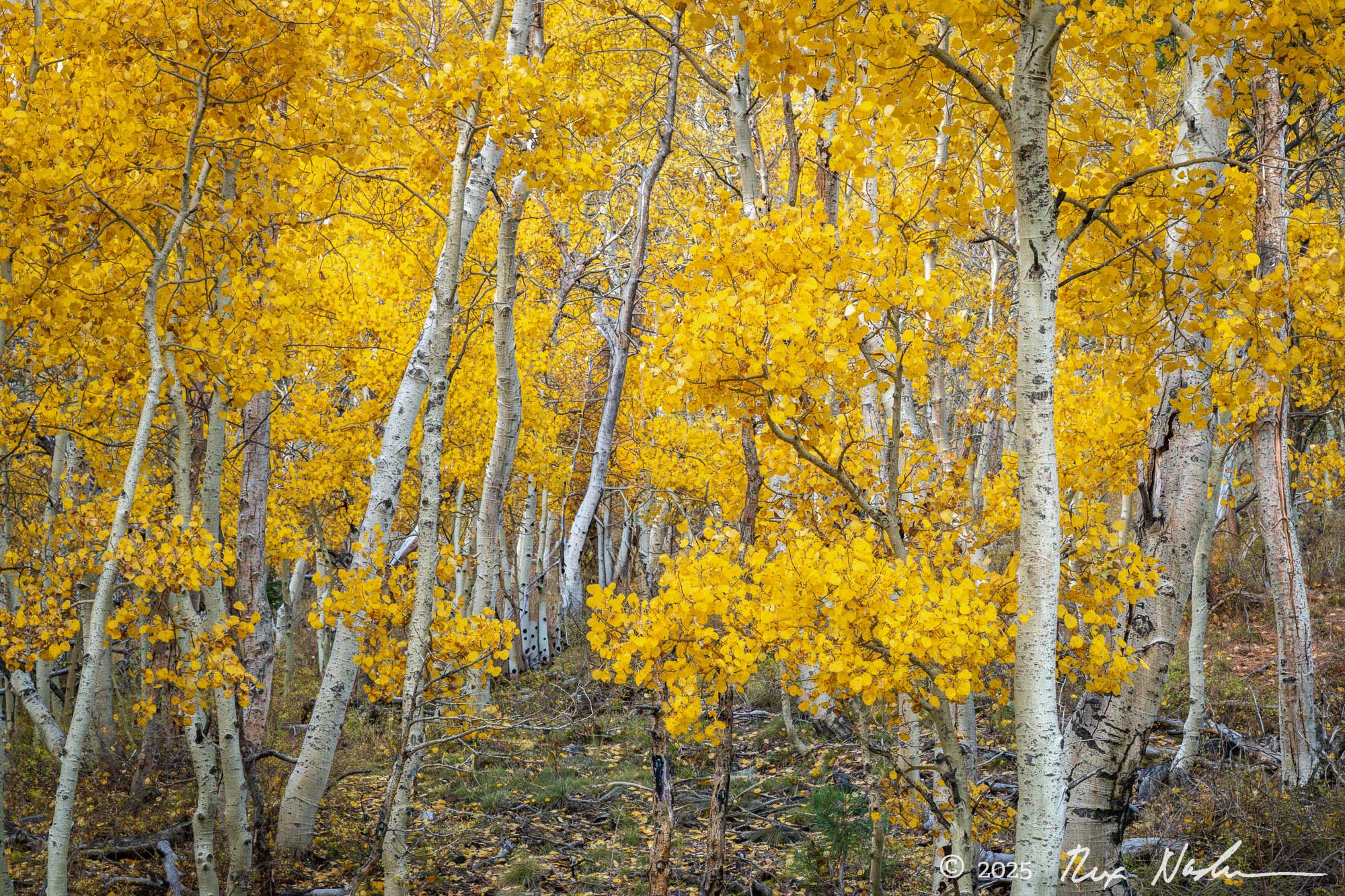 The Forest Floor - June Lake Loop