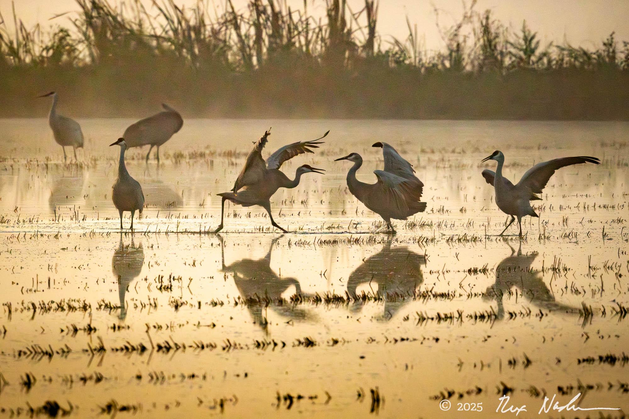 Dispute - California Delta