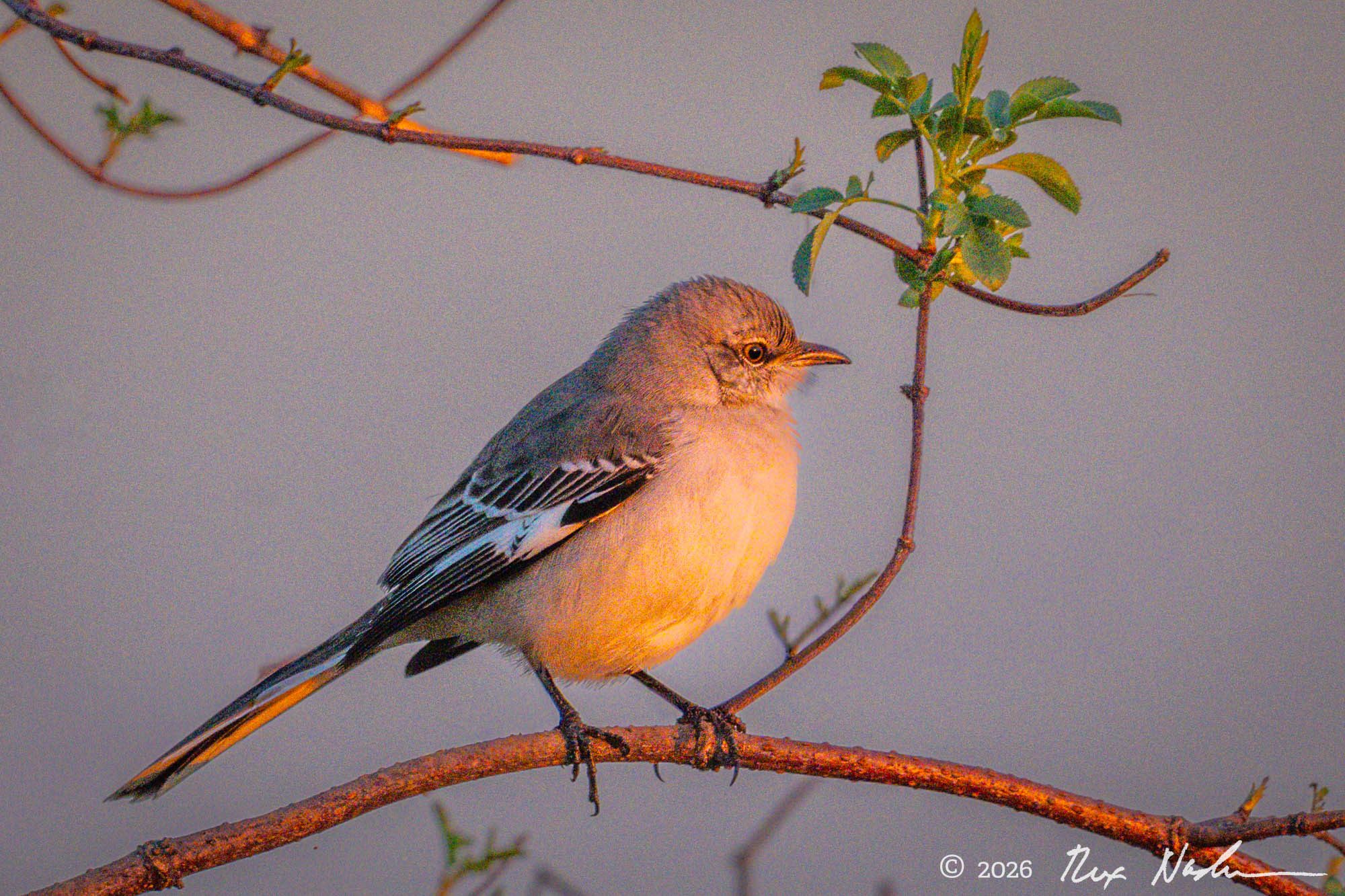 Mockingbird - California Delta