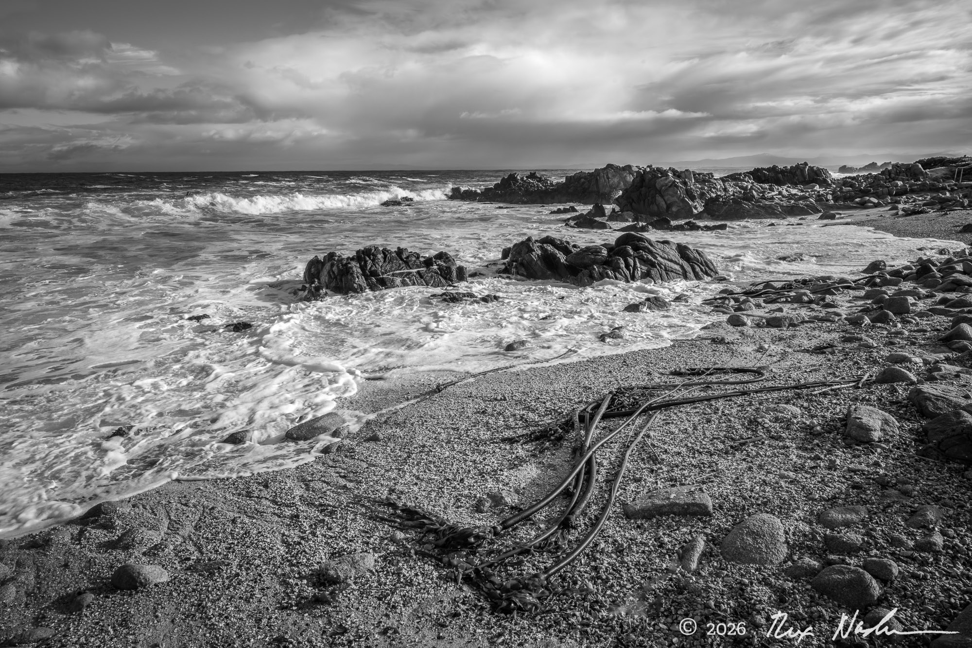 Kelp Strands with Sea Foam - Pacific Grove