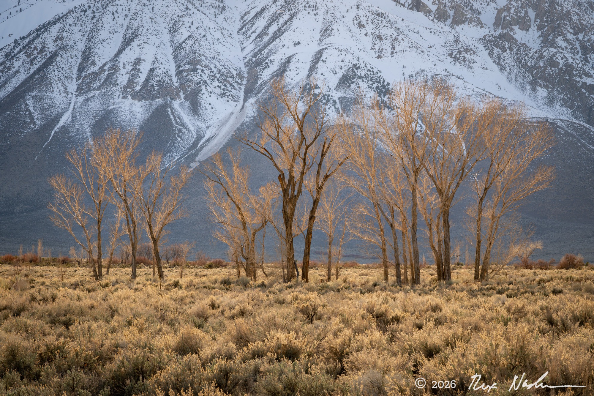 Backlit Trees with Sage - Near Bishop, CA