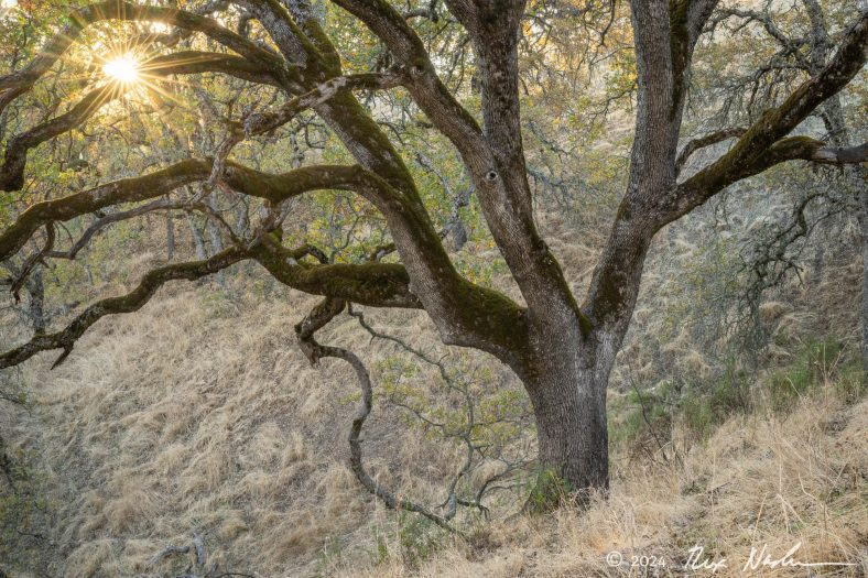 Oak with Grass