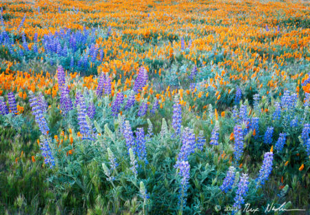 Lupine and Poppies