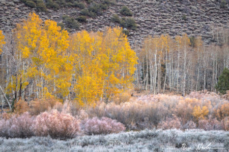 Pastels with Aspen