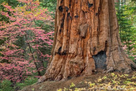 Sequoia with Pacific Dogwood