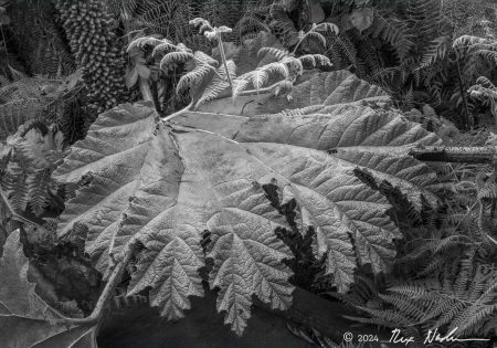 Giant Leaf with Fern