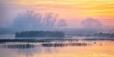 Marsh with Fog, Sunrise