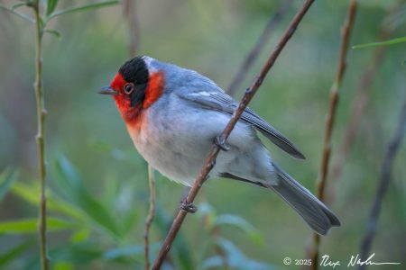 Red-faced Warbler
